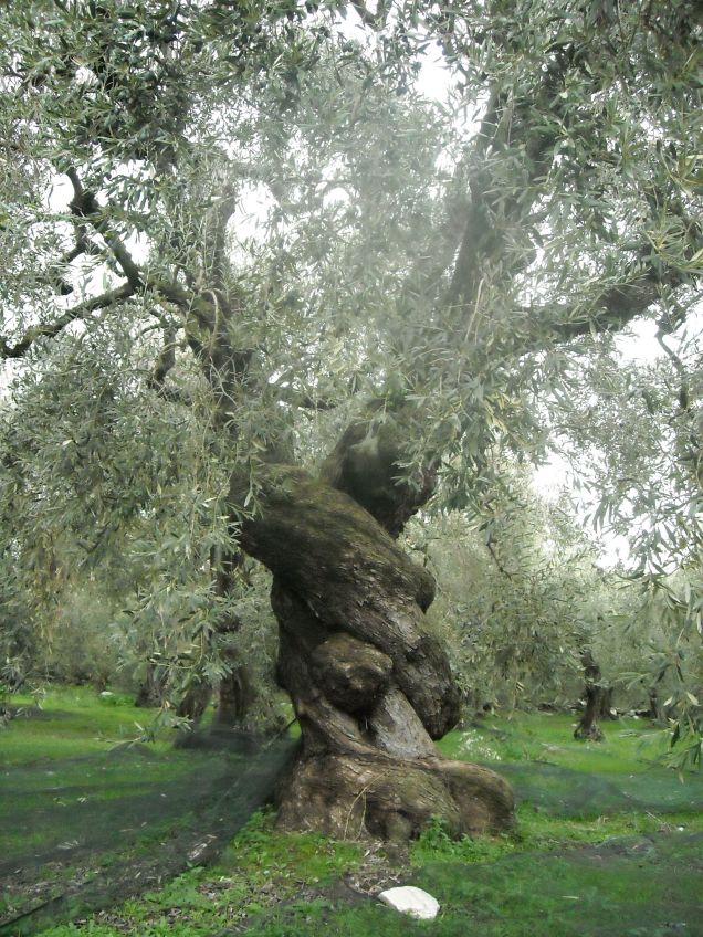 ancient_olive_tree_in_pelion_greece