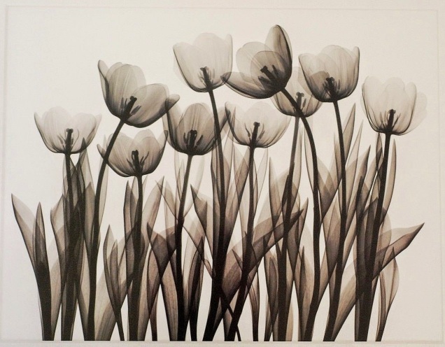 Tulip Exposures, J. Wehtje X-ray Black and White Flowers 16x20 Print 1